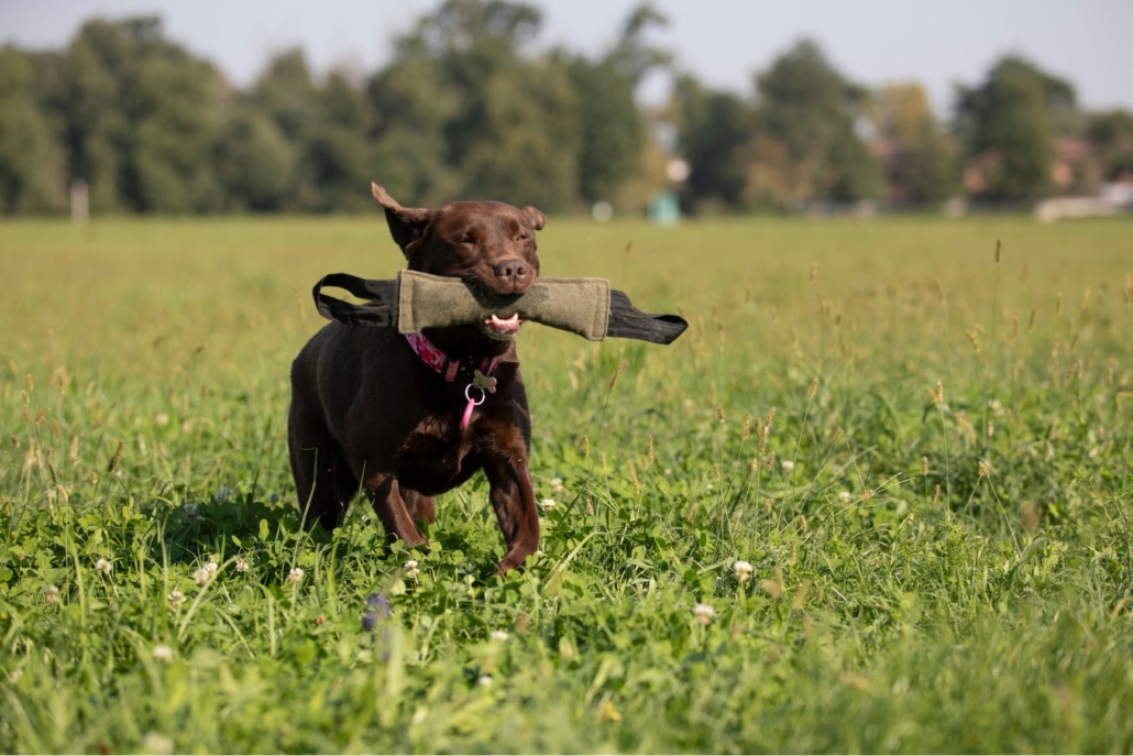 HeyBau_educazione_abrador_chocolate6